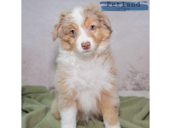 Miniature Australian Shepherd--Female---Petland Fort Myers, Florida