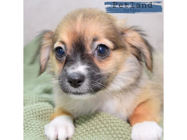 Chihuahua--Male---Petland Fort Myers, Florida