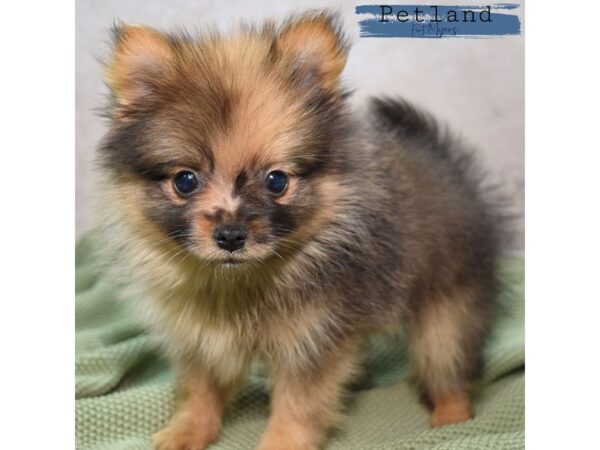 Pomeranian--Male---Petland Fort Myers, Florida