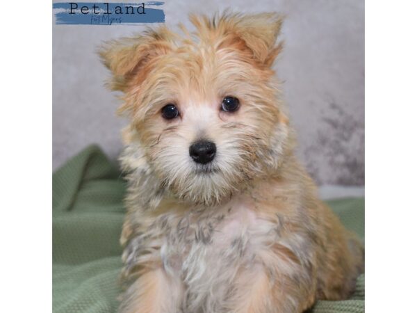 Morkie--Female---Petland Fort Myers, Florida