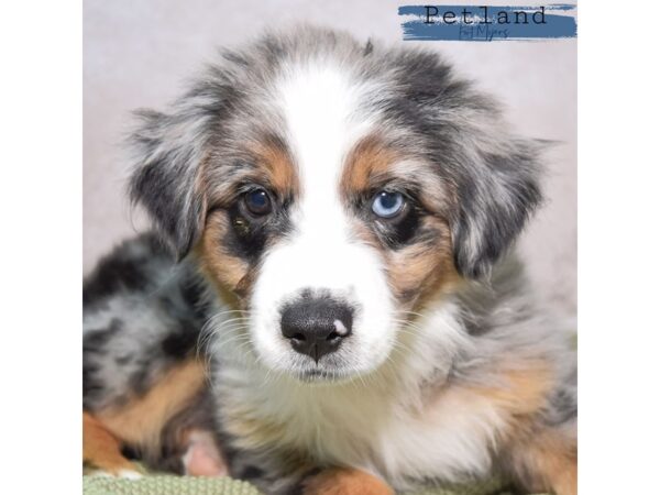 Miniature Australian Shepherd--Male---Petland Fort Myers, Florida
