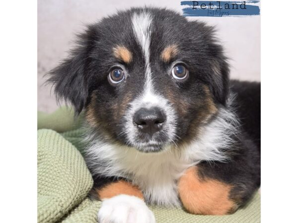 Miniature Australian Shepherd--Male---Petland Fort Myers, Florida