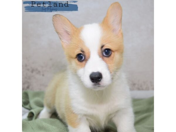 Pembroke Welsh Corgi--Male---Petland Fort Myers, Florida