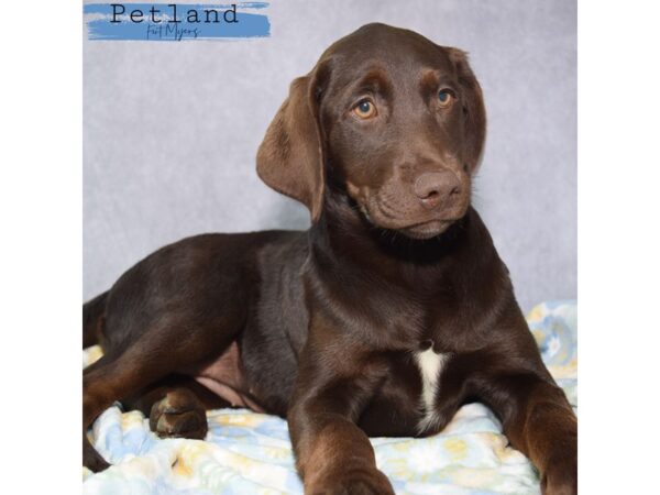 Labrador Retriever--Female---Petland Fort Myers, Florida