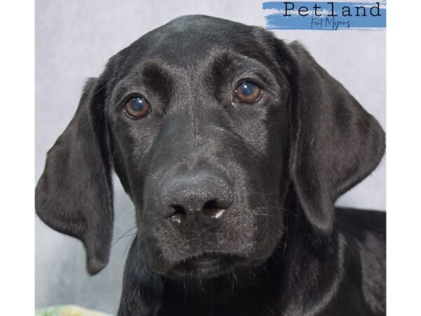 Labrador Retriever--Male---Petland Fort Myers, Florida