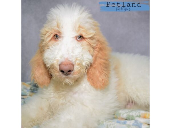 Goldendoodle--Female---Petland Fort Myers, Florida