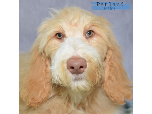 Goldendoodle--Male---Petland Fort Myers, Florida