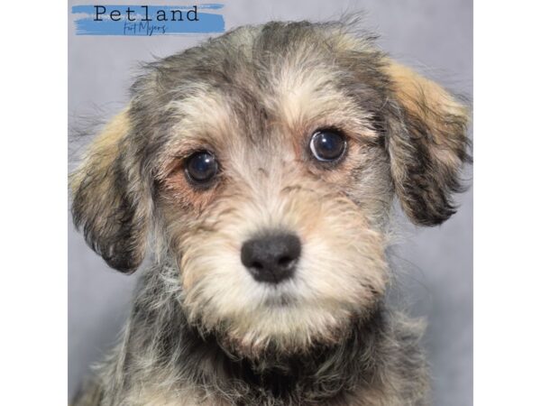 Schnoodle--Male---Petland Fort Myers, Florida