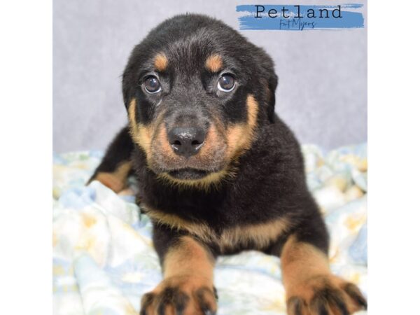 Rottweiler--Female---Petland Fort Myers, Florida