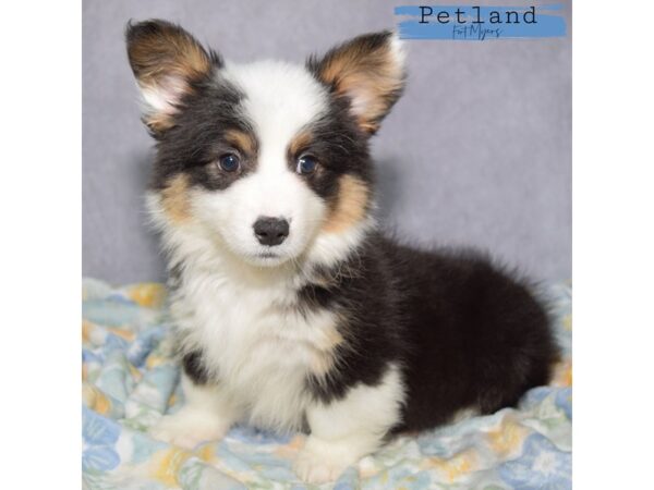 Pembroke Welsh Corgi--Female---Petland Fort Myers, Florida