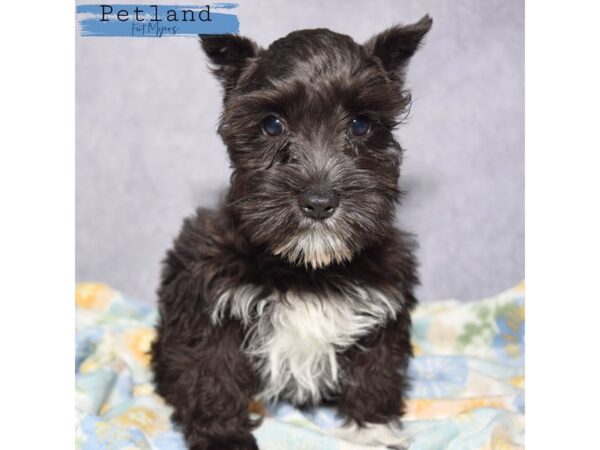 Miniature Schnauzer--Male---Petland Fort Myers, Florida