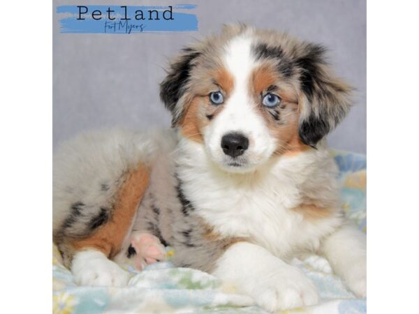 Miniature Australian Shepherd--Female---Petland Fort Myers, Florida