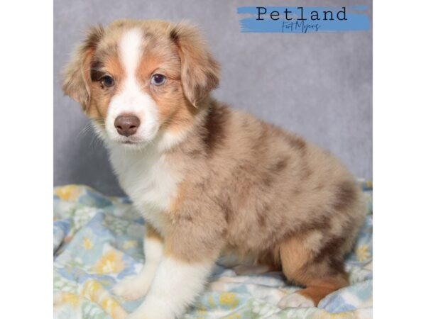Miniature Australian Shepherd--Male---Petland Fort Myers, Florida