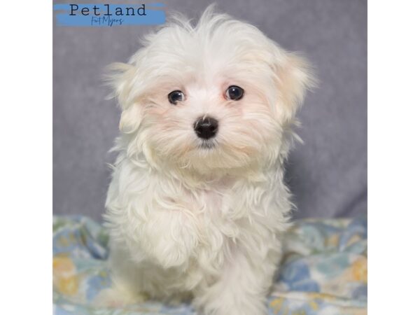 Maltese--Male---Petland Fort Myers, Florida