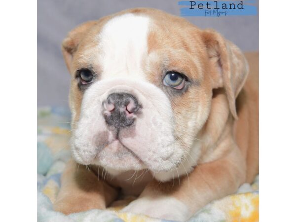 English Bulldog--Male---Petland Fort Myers, Florida