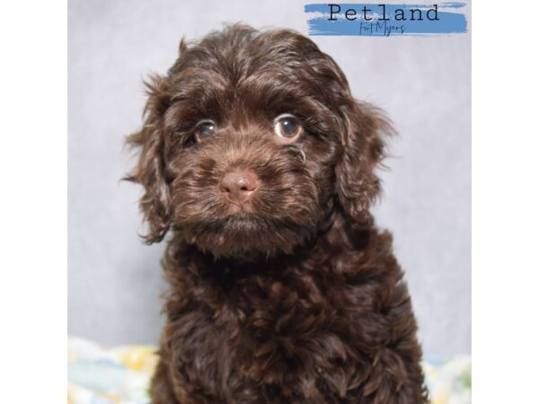 Cockapoo--Female---Petland Fort Myers, Florida