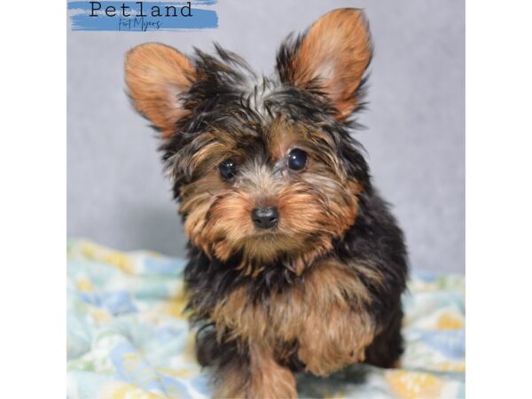 Yorkshire Terrier--Female---Petland Fort Myers, Florida