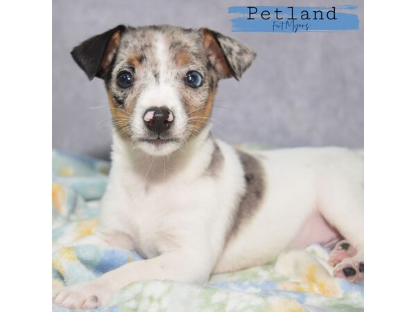 Toy Fox Terrier--Male---Petland Fort Myers, Florida