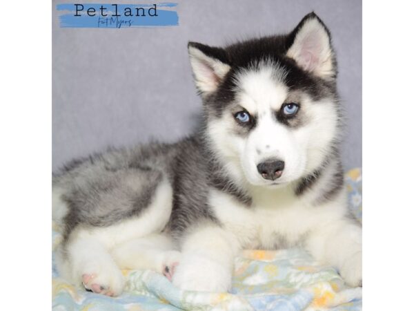 Siberian Husky--Male---Petland Fort Myers, Florida