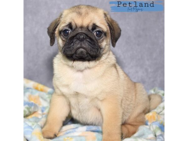 Pug--Male---Petland Fort Myers, Florida