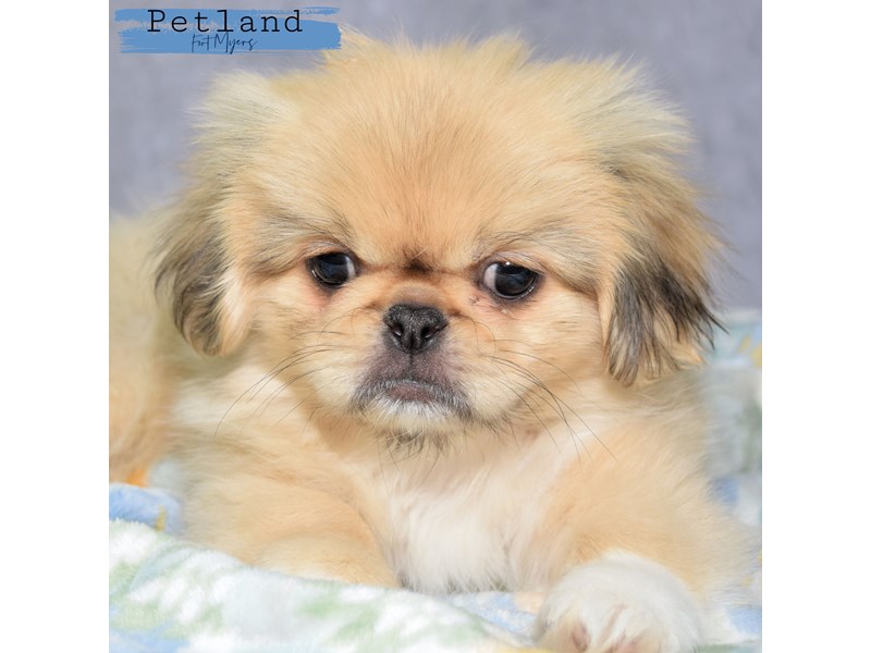 Male pekingese best sale