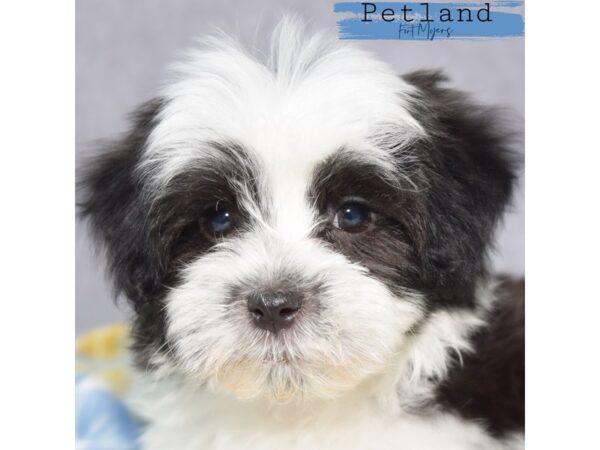 Havanese--Male---Petland Fort Myers, Florida