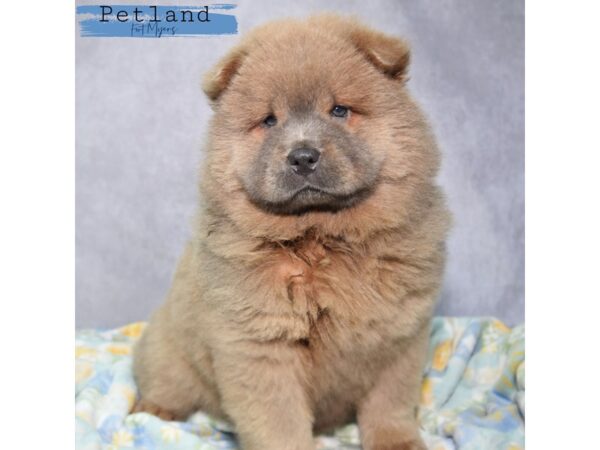 Chow Chow--Female---Petland Fort Myers, Florida