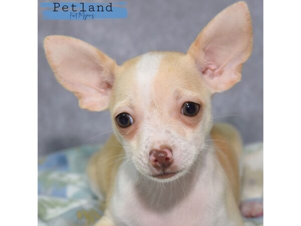 Chihuahua--Female---Petland Fort Myers, Florida