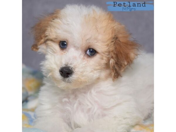 Bichapoo--Male---Petland Fort Myers, Florida
