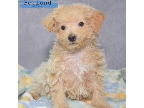 Bichapoo--Female---Petland Fort Myers, Florida