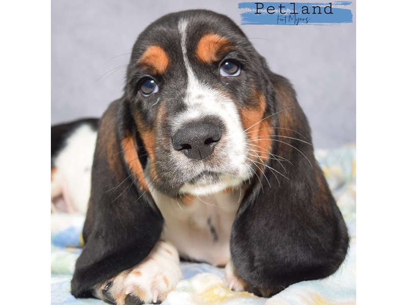 Blue basset hound puppies shop for sale