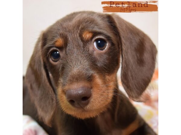 Dachshund--Female---Petland Fort Myers, Florida