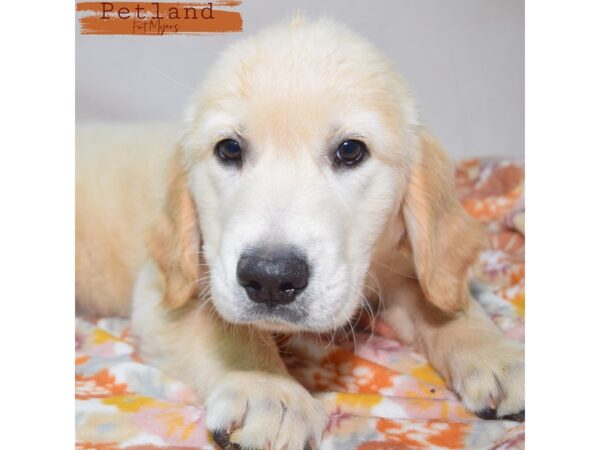 Golden Retriever--Female---Petland Fort Myers, Florida