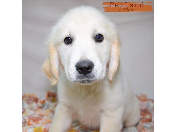 Golden Retriever--Female---Petland Fort Myers, Florida
