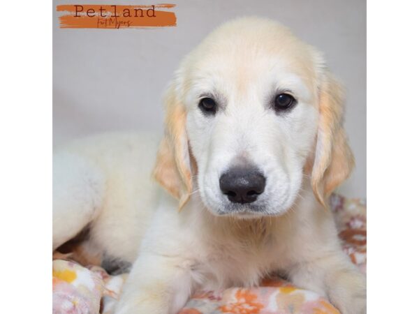 Golden Retriever--Female---Petland Fort Myers, Florida