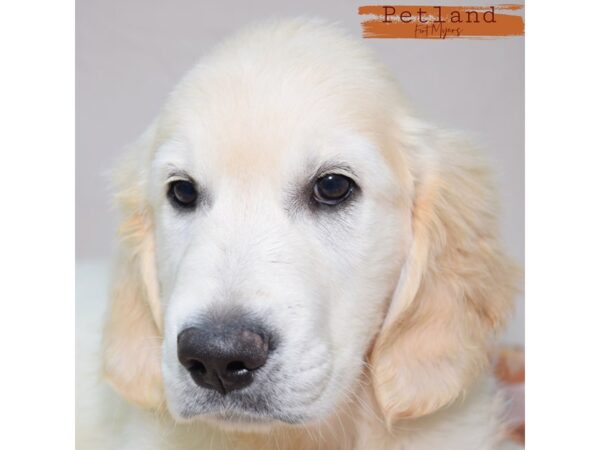 Golden Retriever--Male---Petland Fort Myers, Florida