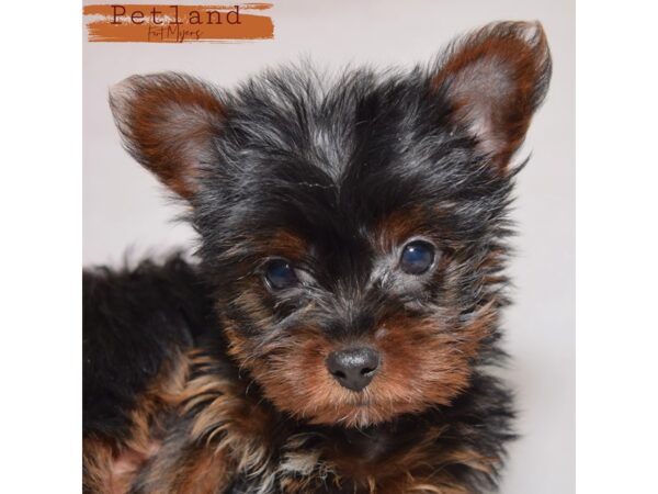 Yorkshire Terrier--Female---Petland Fort Myers, Florida