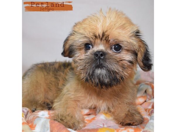 Shiffon--Male---Petland Fort Myers, Florida