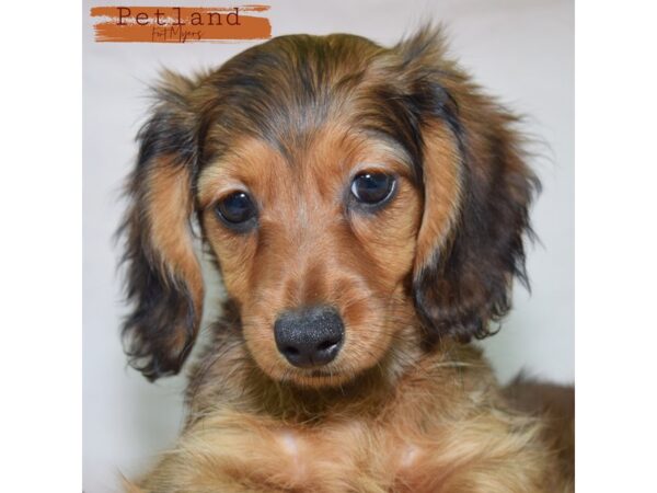 Dachshund--Female---Petland Fort Myers, Florida
