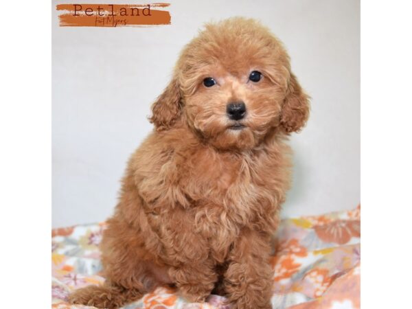 Miniature Poodle--Female---Petland Fort Myers, Florida