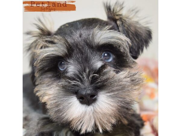Miniature Schnauzer--Female---Petland Fort Myers, Florida