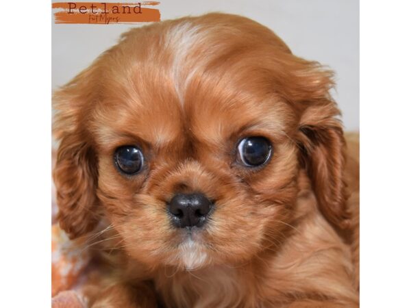 Cavalier King Charles Spaniel--Male---Petland Fort Myers, Florida
