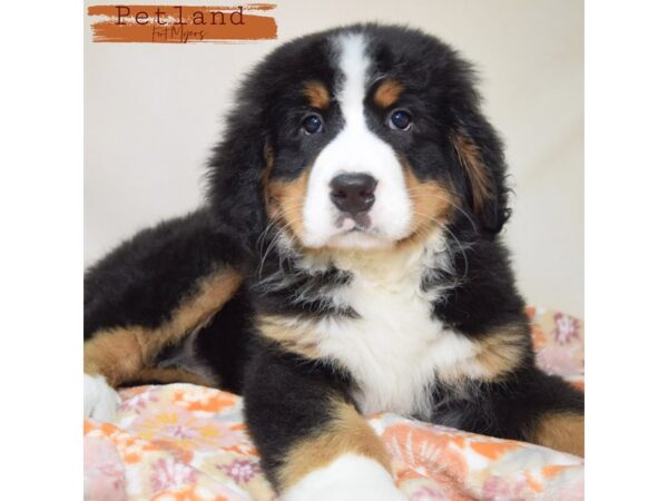 Bernese Mountain Dog--Male---Petland Fort Myers, Florida