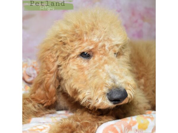 [#24030] Apricot Male Goldendoodle Puppies for Sale