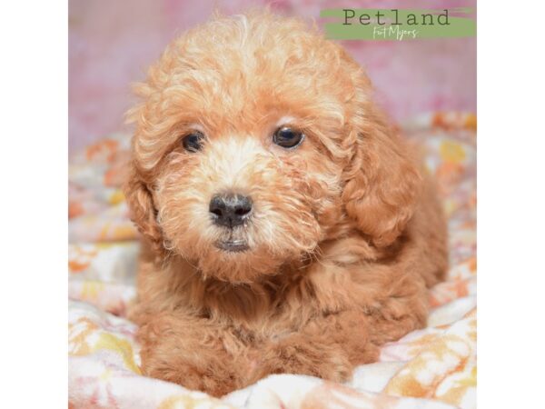 Shihpoo--Female---Petland Fort Myers, Florida