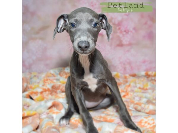 [#24025] Blue / White Female Italian Greyhound Puppies for Sale