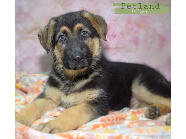 German Shepherd--Male---Petland Fort Myers, Florida