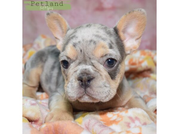 French Bulldog--Female---Petland Fort Myers, Florida