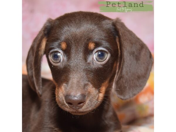 Dachshund--Female---Petland Fort Myers, Florida