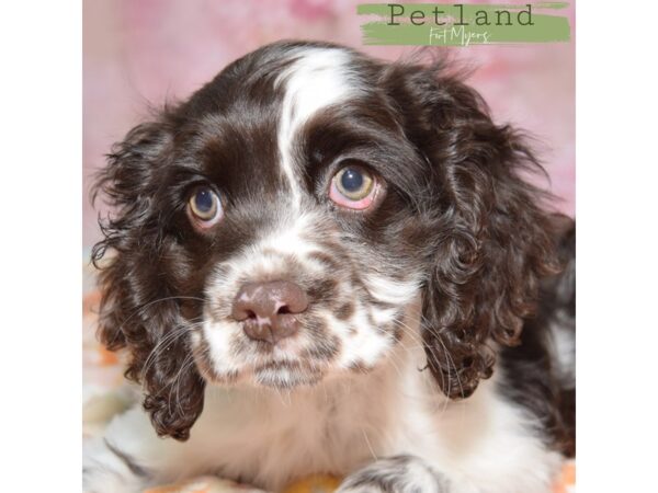 Cocker Spaniel--Female---Petland Fort Myers, Florida